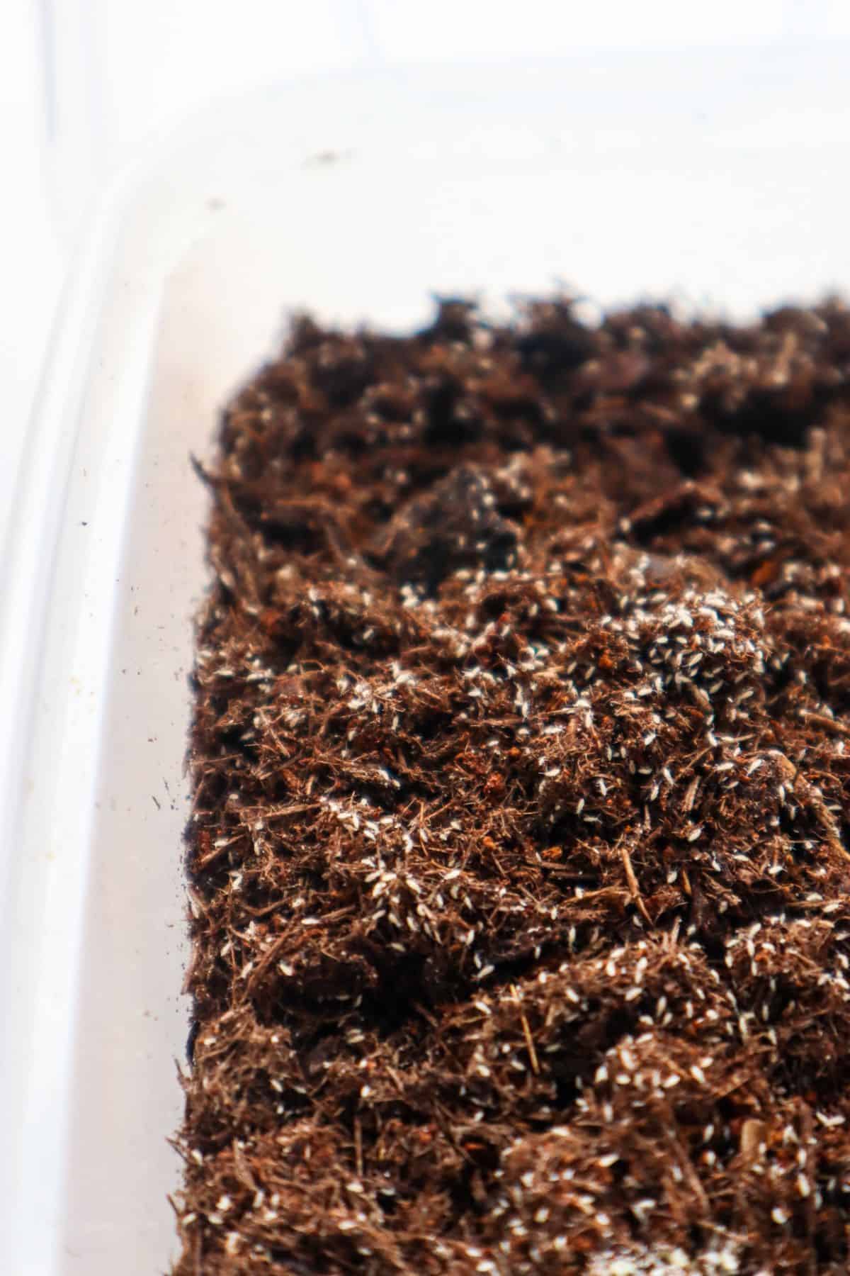 Live Springtails, Mixed Seeding Culture, by Critters Direct