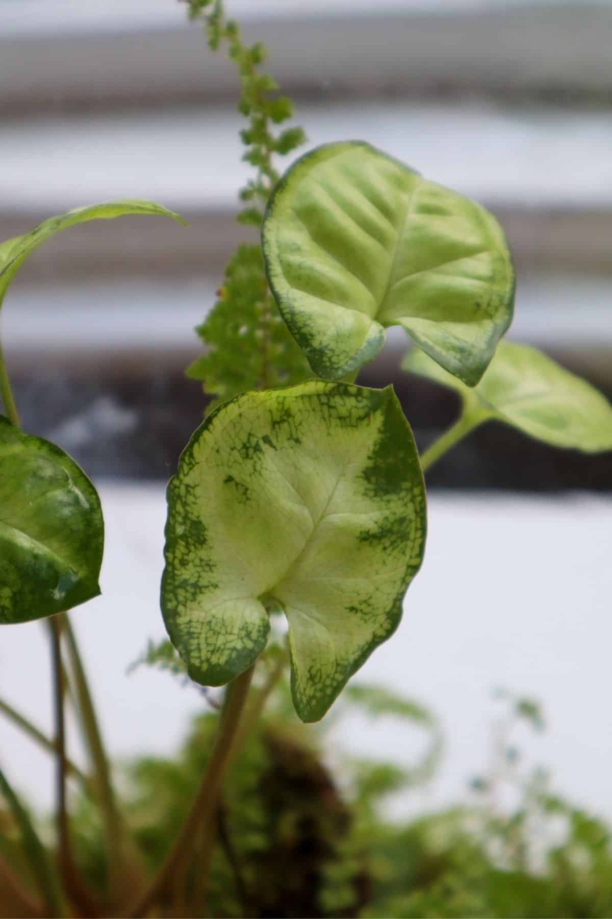 Syngonium Pixie leaves up close