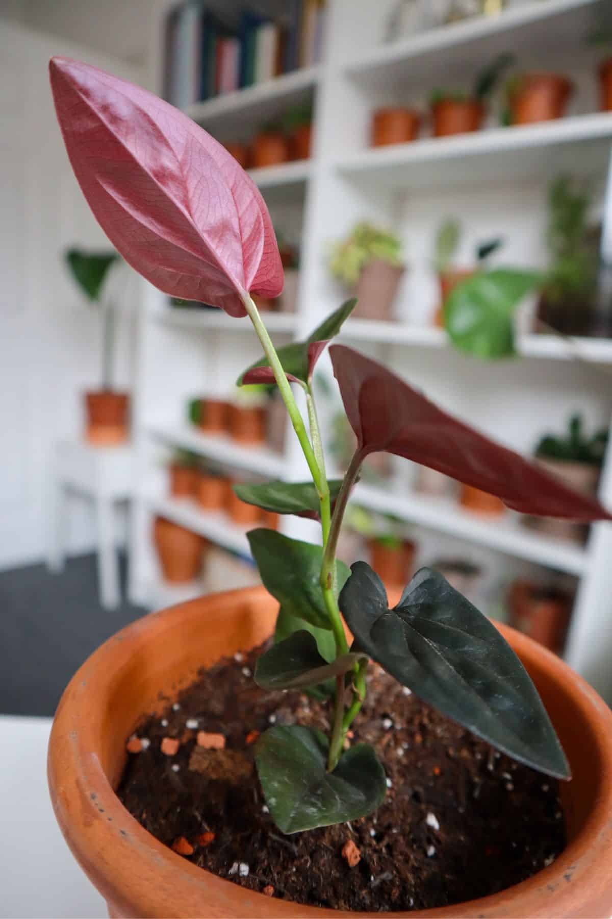 Syngonium erythrophyllum "Llano-Carti Road" in a pot