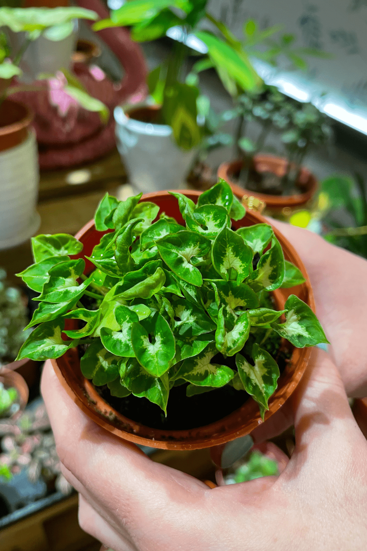 Syngonium mini pixie in a pot