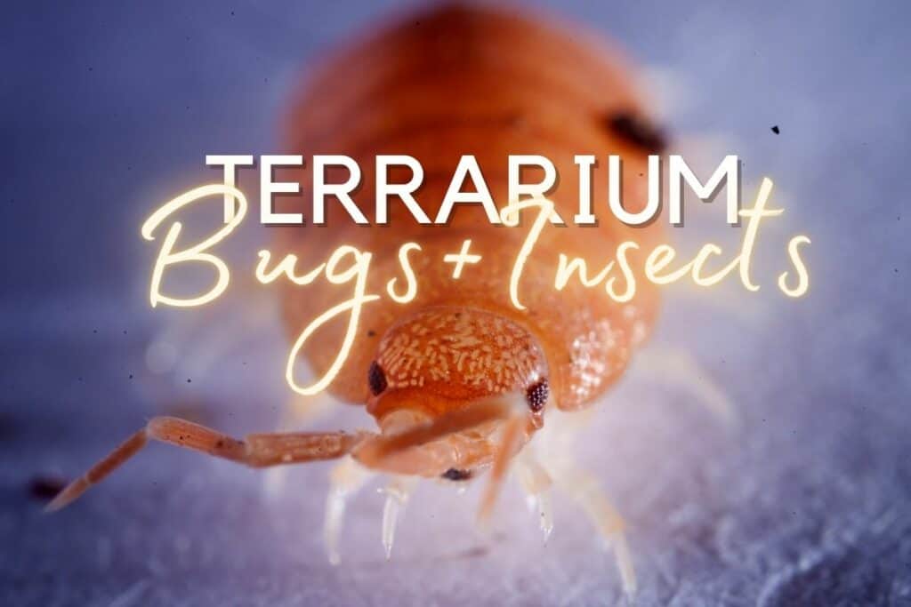 The Best (& Worst) Terrarium Insects and Bugs 12+ Species
