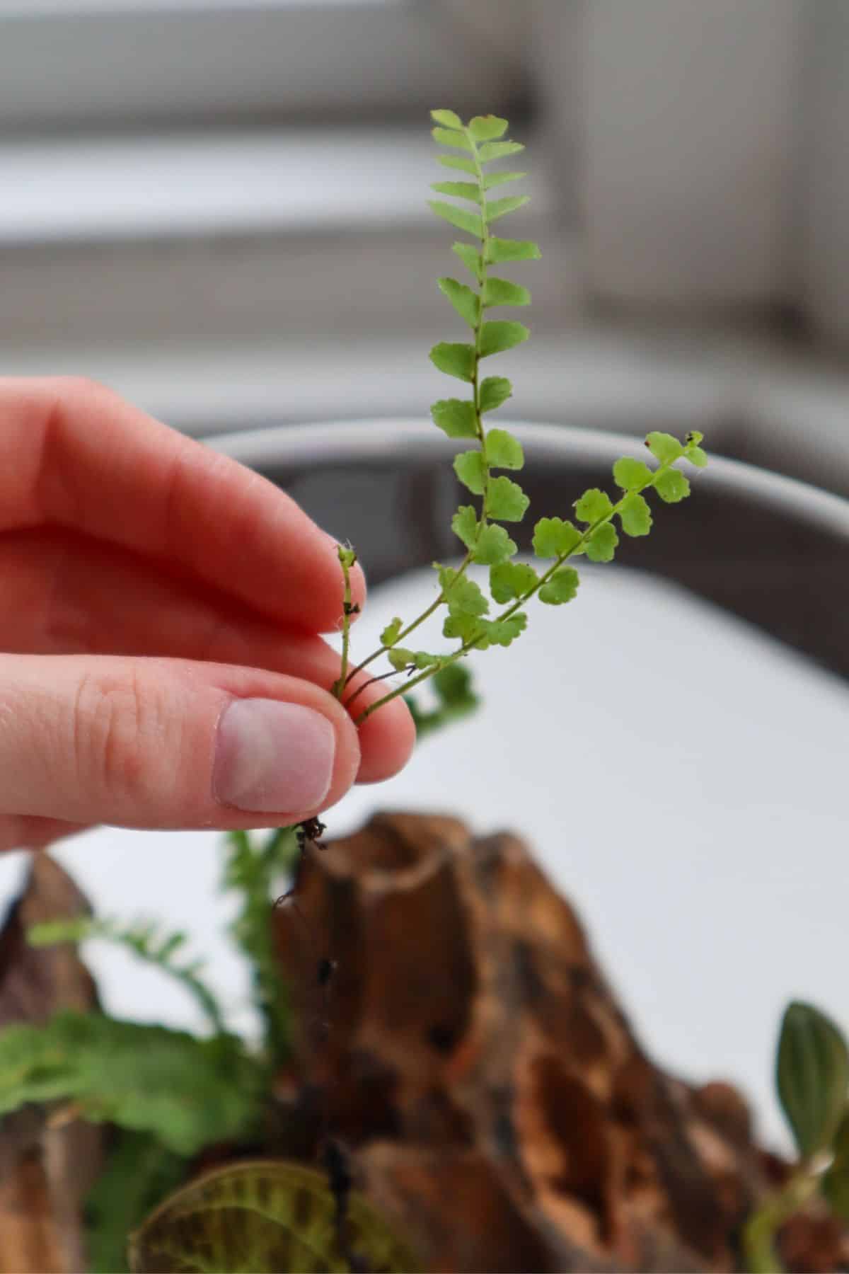 Tiny Lemon Button Fern frond