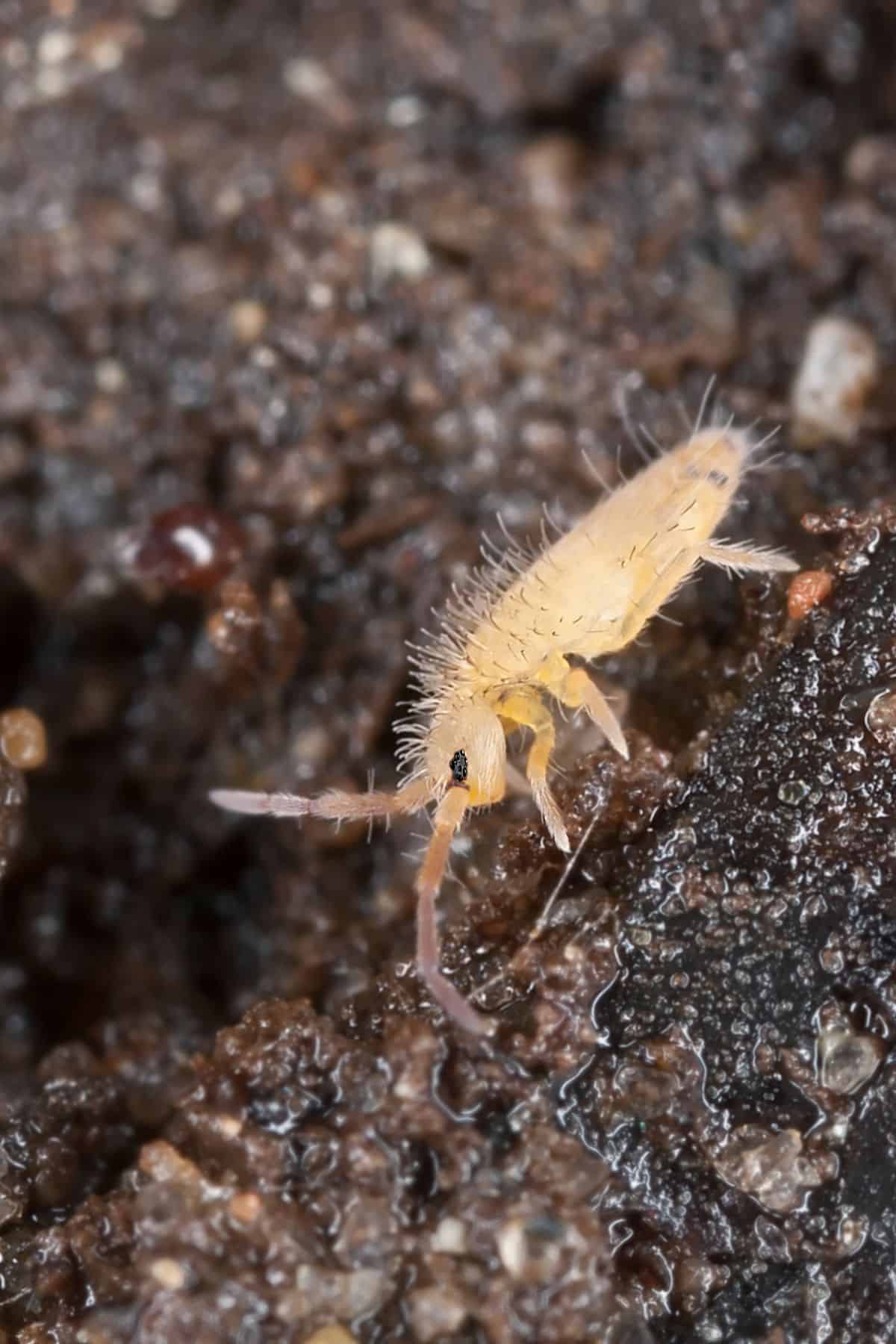 Lise Bugs