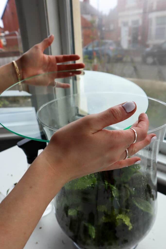 Terrarium Lids How to Find Glass, Cork & Custom Options