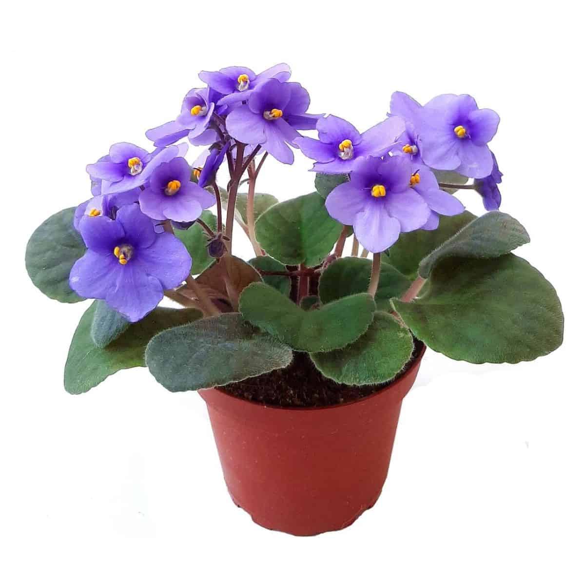 African Violets 