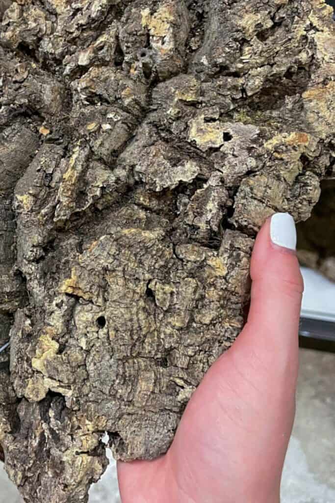 The Complete Cork Bark Guide (Bioactive + Hardscape)