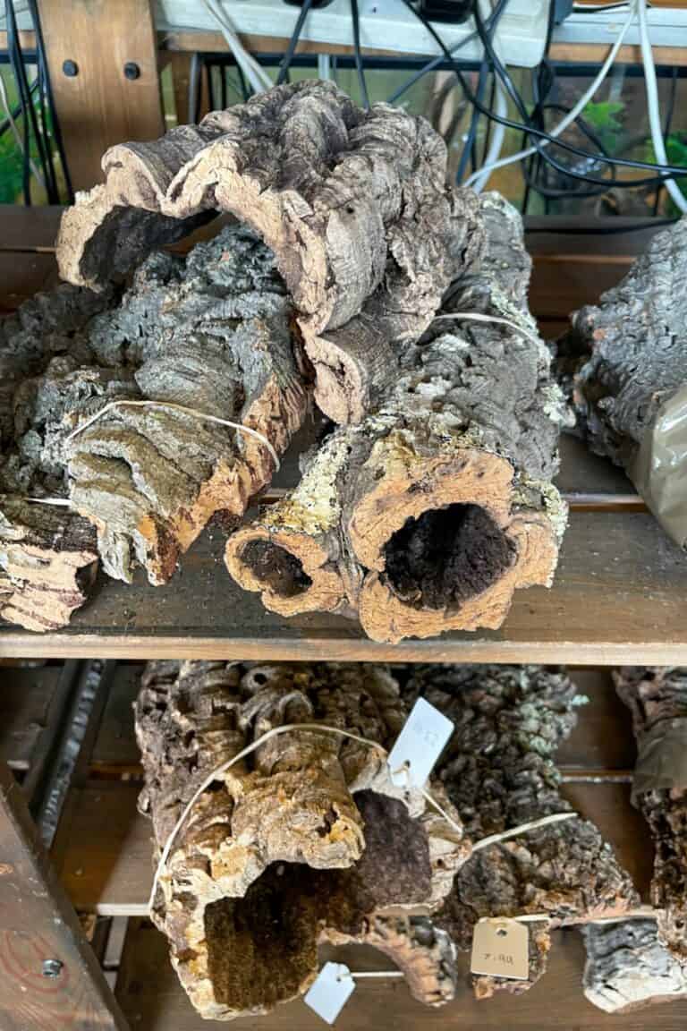The Complete Cork Bark Guide (Bioactive + Hardscape)