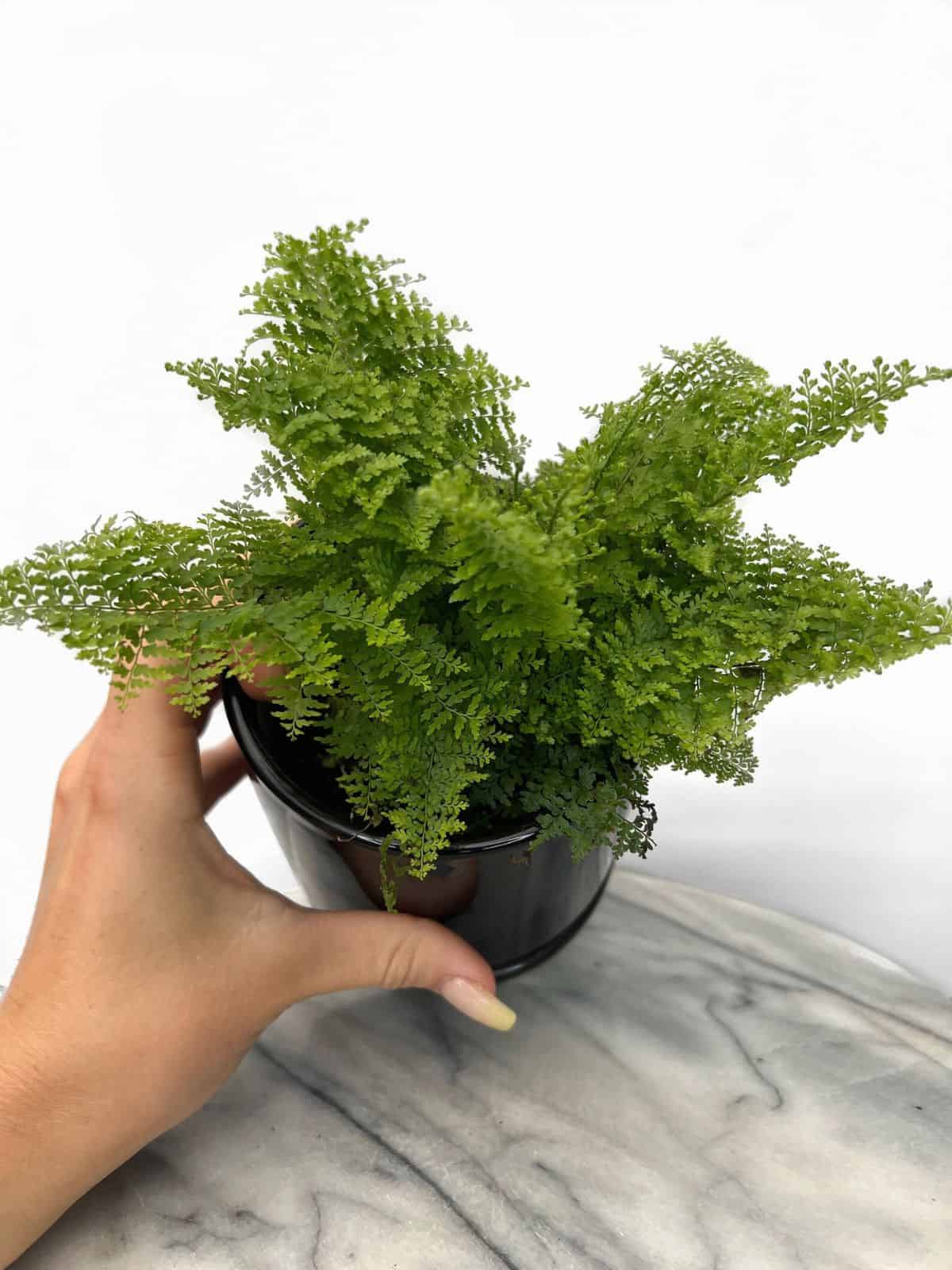 How to Grow the Fluffy Ruffles Fern (Nephrolepis exaltata)