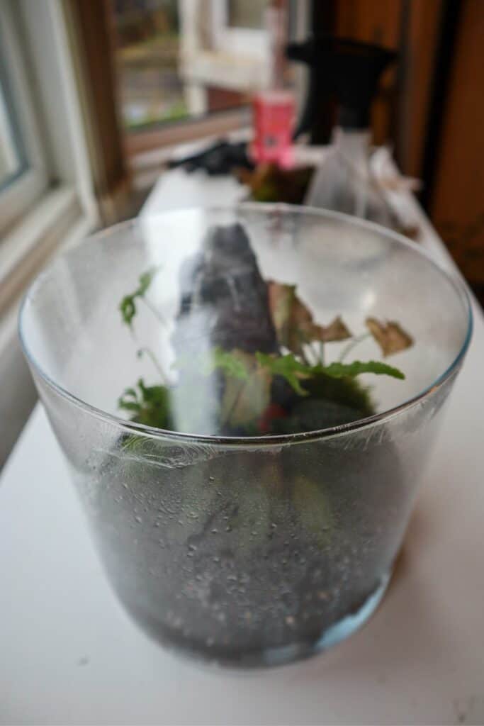 Terrarium Lids How To Find Glass Cork Custom Options terrarium-lids-how-to-find-glass-cork-custom-options