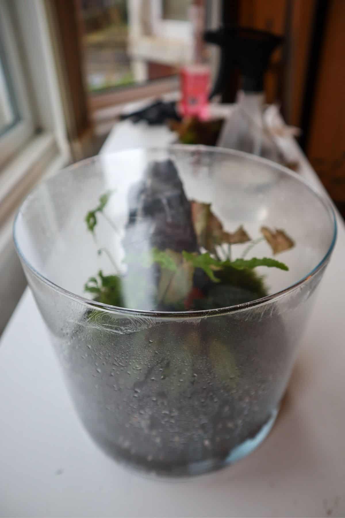 https://terrariumtribe.com/wp-content/uploads/2022/10/Easy-terrarium-with-saran-wrap-lid.jpg