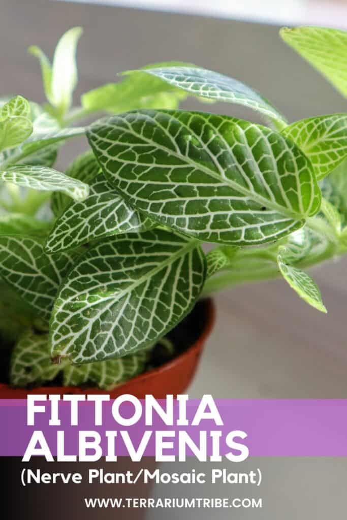 How to Grow the Nerve Plant (Fittonia Care Guide)