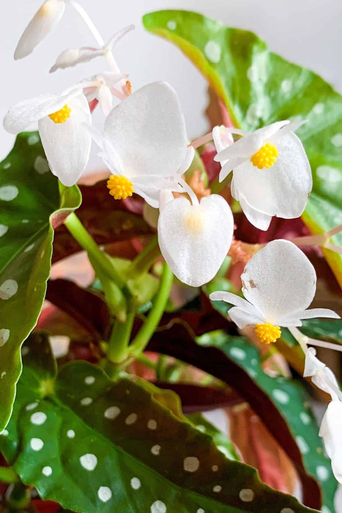 Begonia maculata flowers 