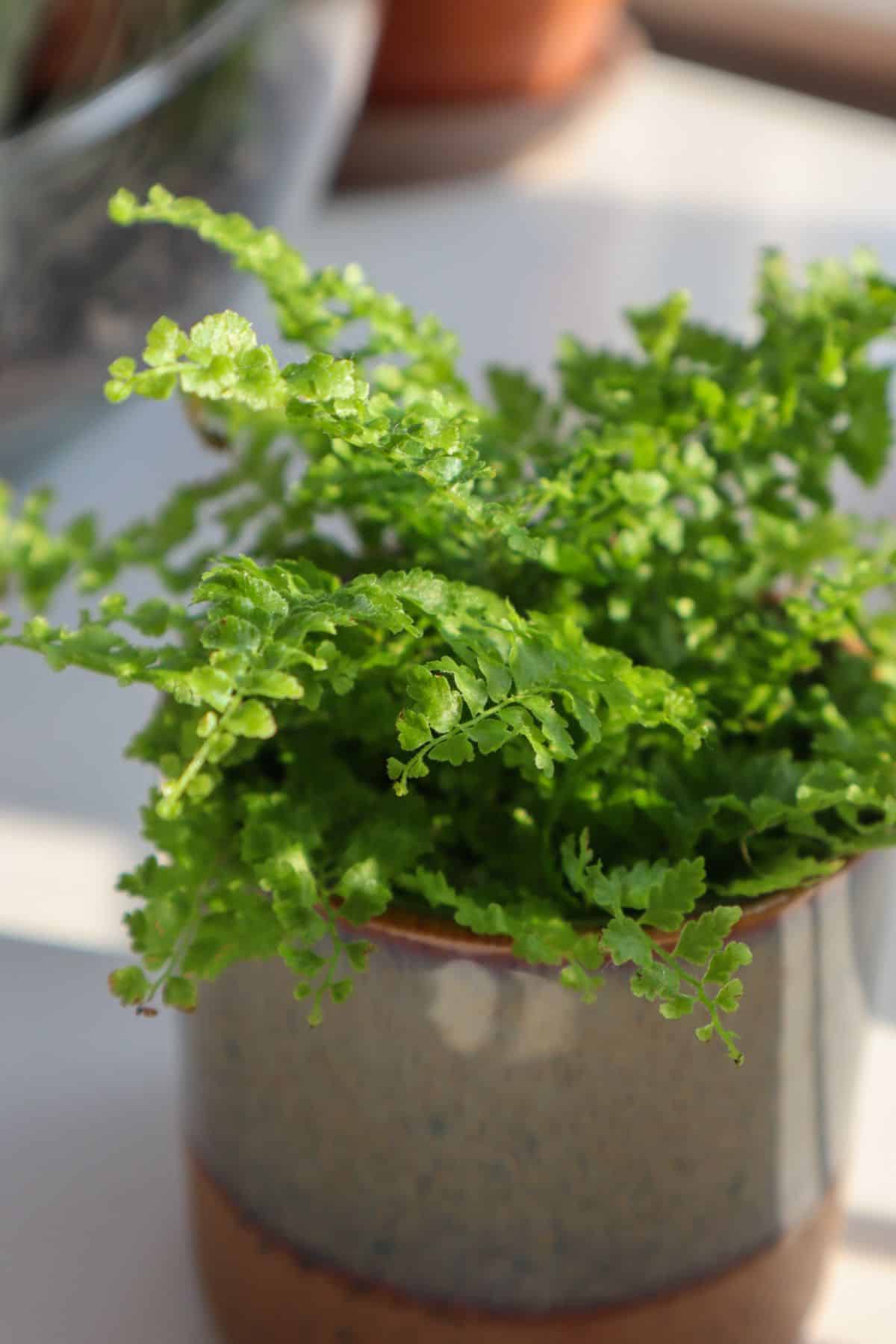 How to Grow the Fluffy Ruffles Fern (Nephrolepis exaltata)