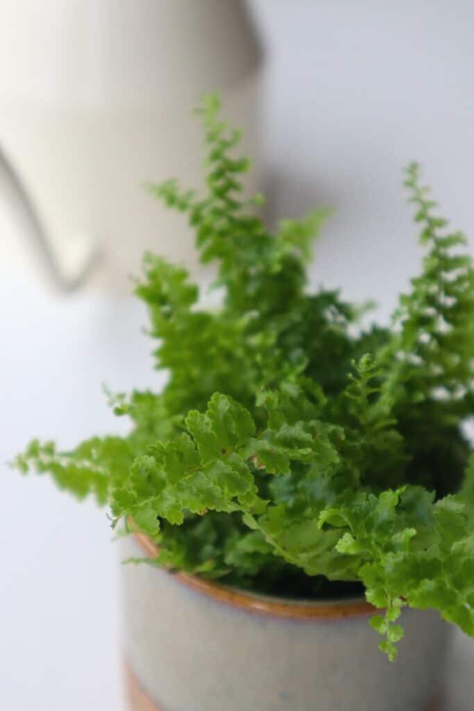 How to Grow the Fluffy Ruffles Fern (Nephrolepis exaltata)
