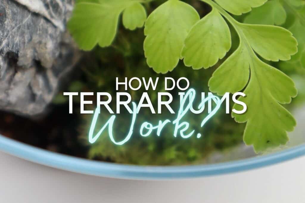 How Do Terrariums Work? A Scientific Guide (By a Scientist!)