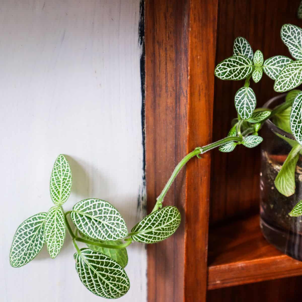 Leggy Fittonia in low light