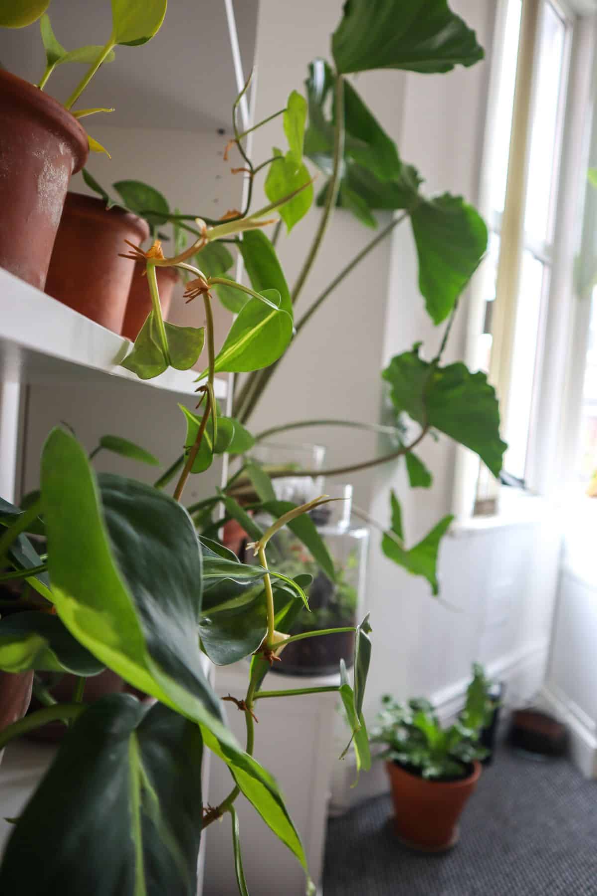 Lifestyle shot of plants on a shelf