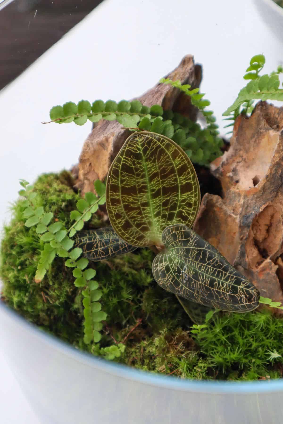 Lightening Jewel Orchid tropical terrarium 