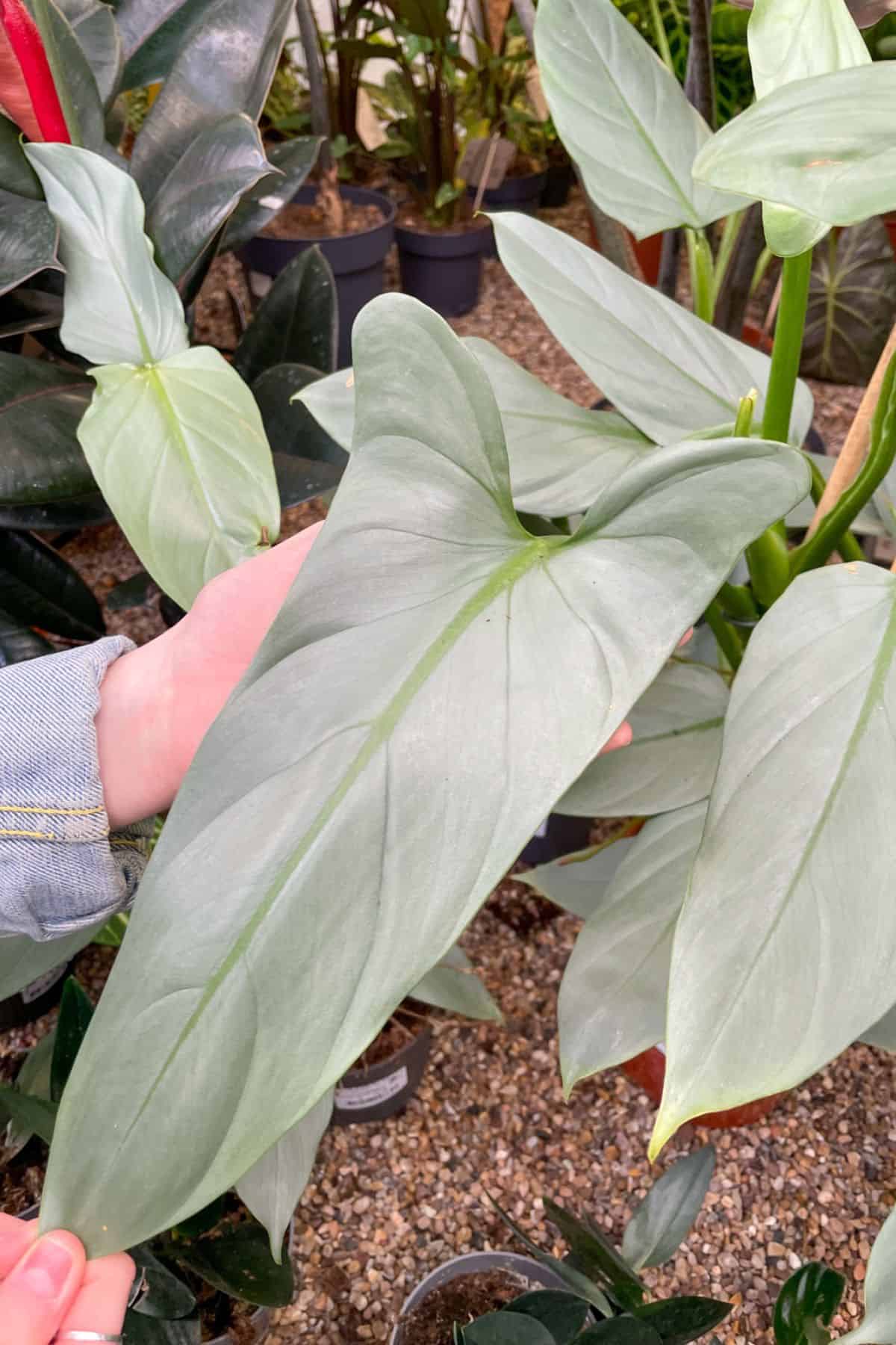 Mature Philodendron Silver Sword Leaf