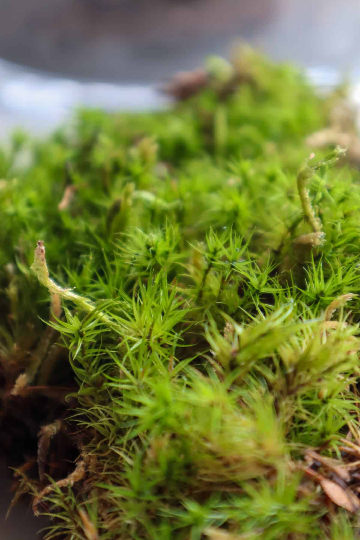 Live Moss 4 Bags of Sampler Pack of Different Types of Living Moss  Terrariums All Natural 