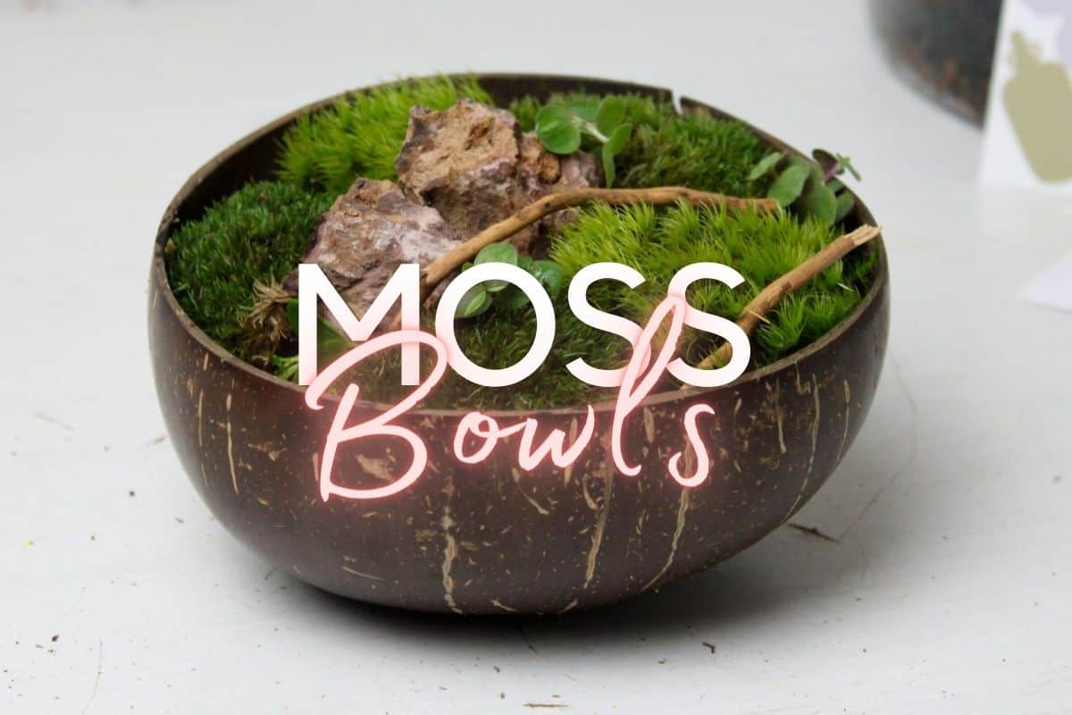 Moss Centerpiece Dough Bowl Preserved Moss Planter Decorative Mood Moss Bowl  