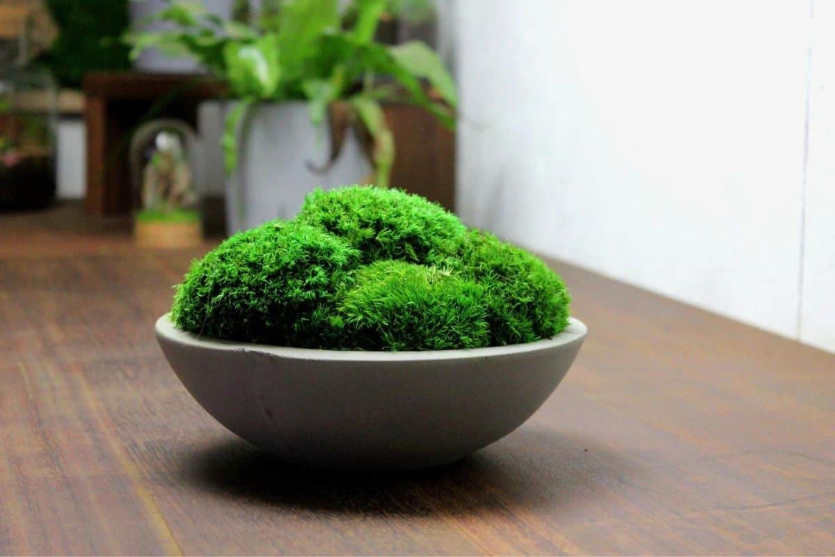 Moss Bowl Centerpiece Moss Home Office Decor Moss Table