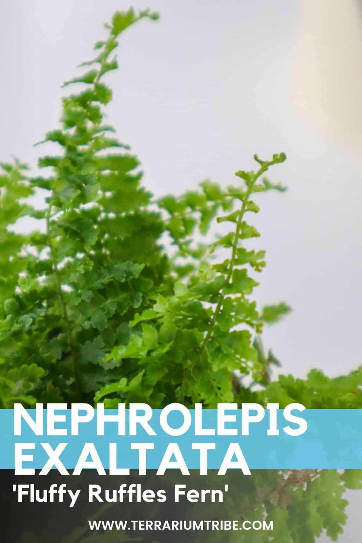 Nephrolepis Exaltata Fluffy Ruffles Fern