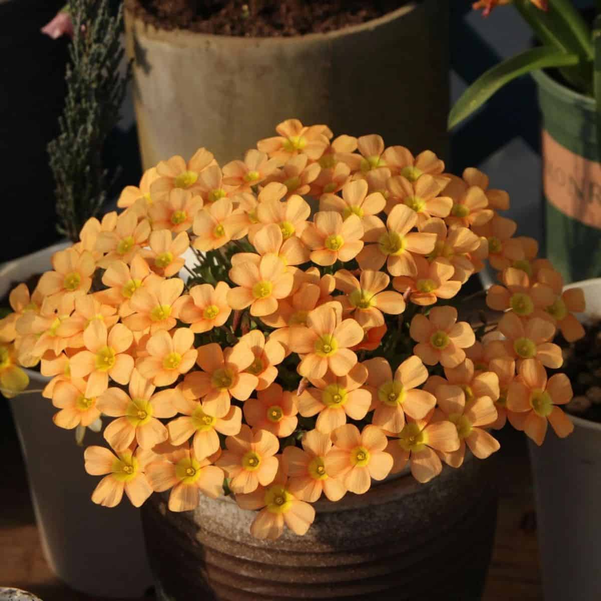 Oxalis obtusa 'Fanta'