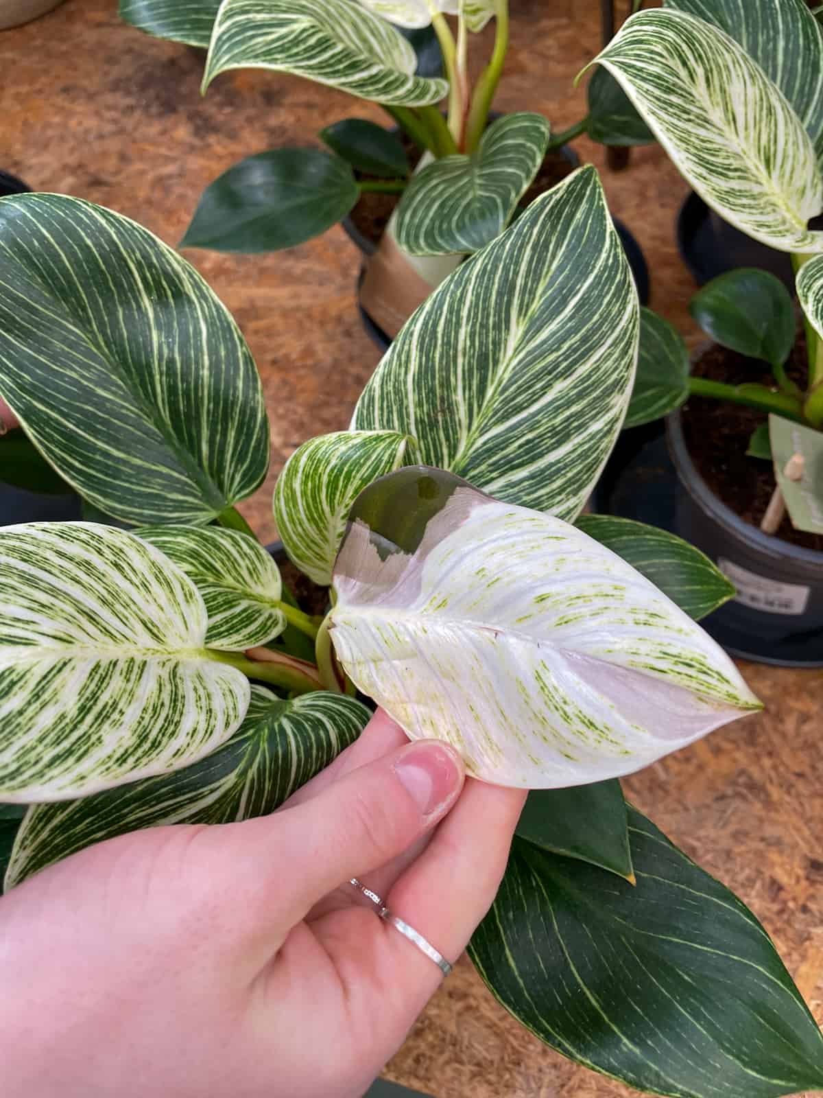 philodendron birkin variegata