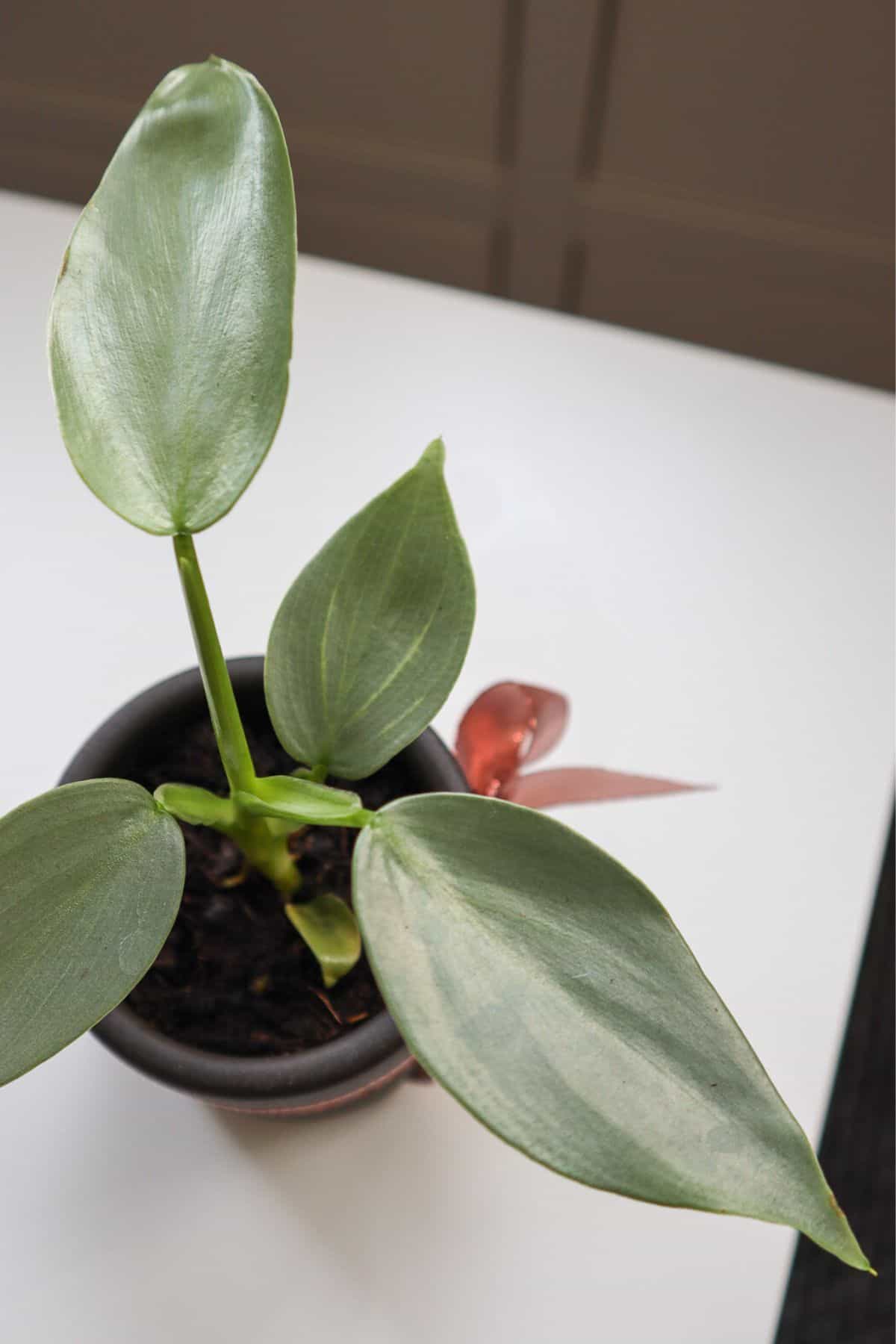 Philodendron Silver Sword Baby Plant