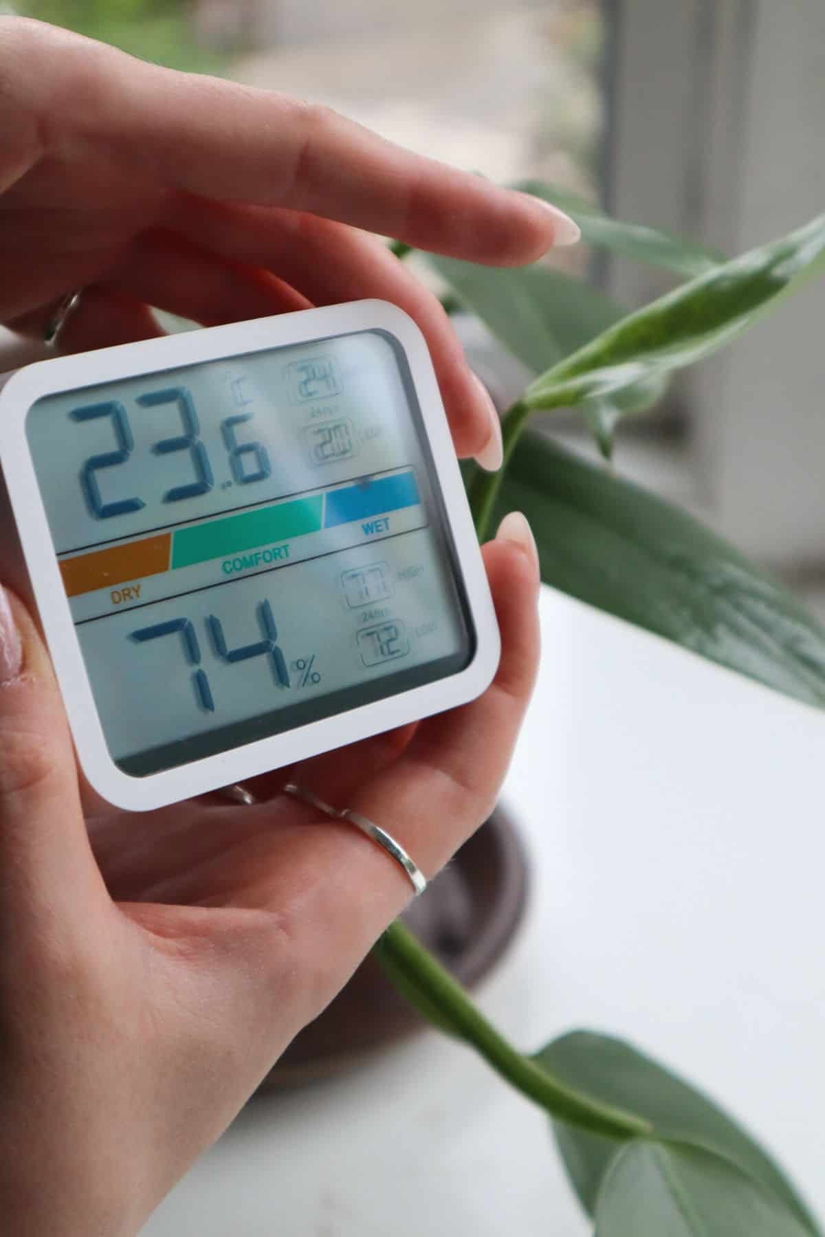 Philodendron Silver Sword Humidity and Temperature meter