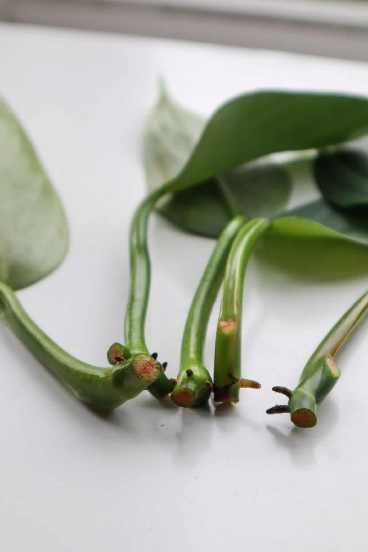 Philodendron Silver Sword Propagation Cuttings