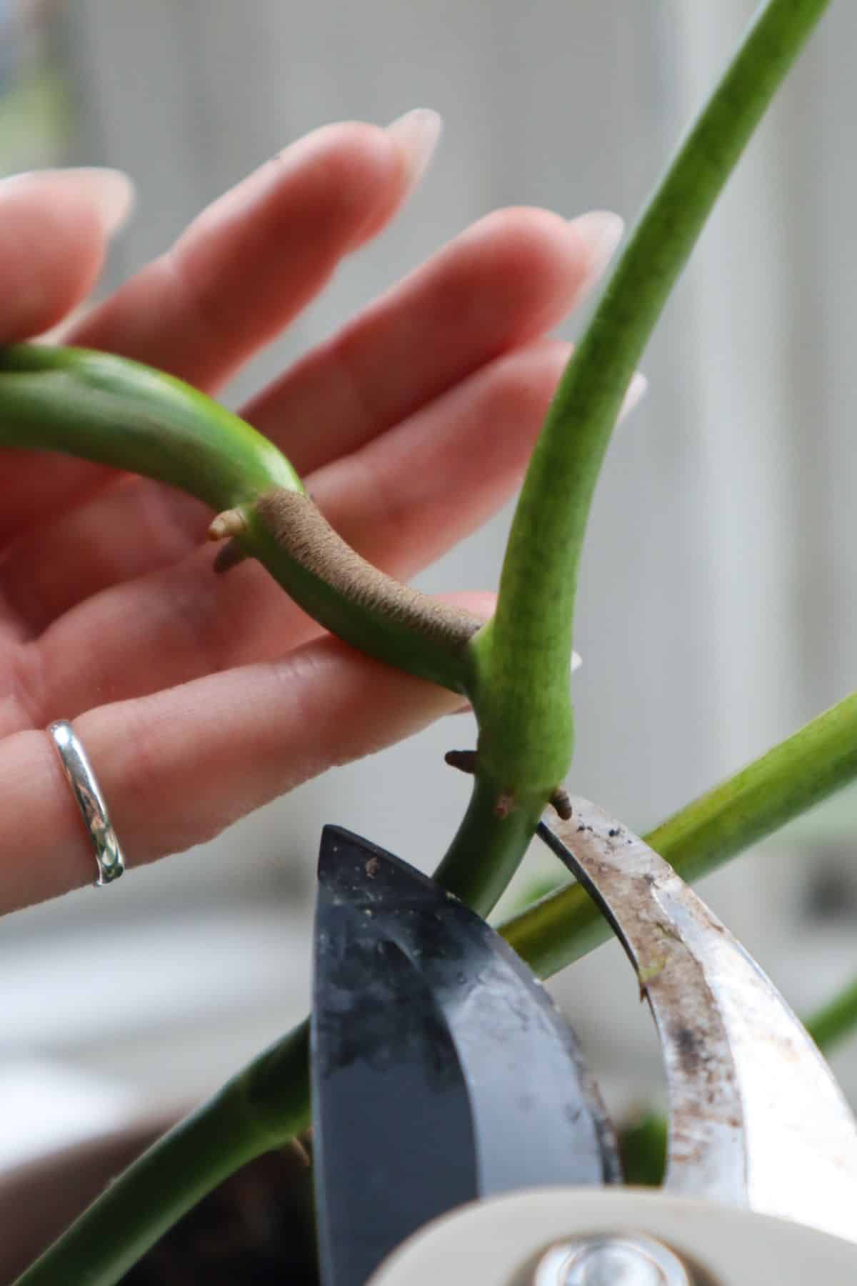 Philodendron Silver Sword Propagation (Stem Cutting)