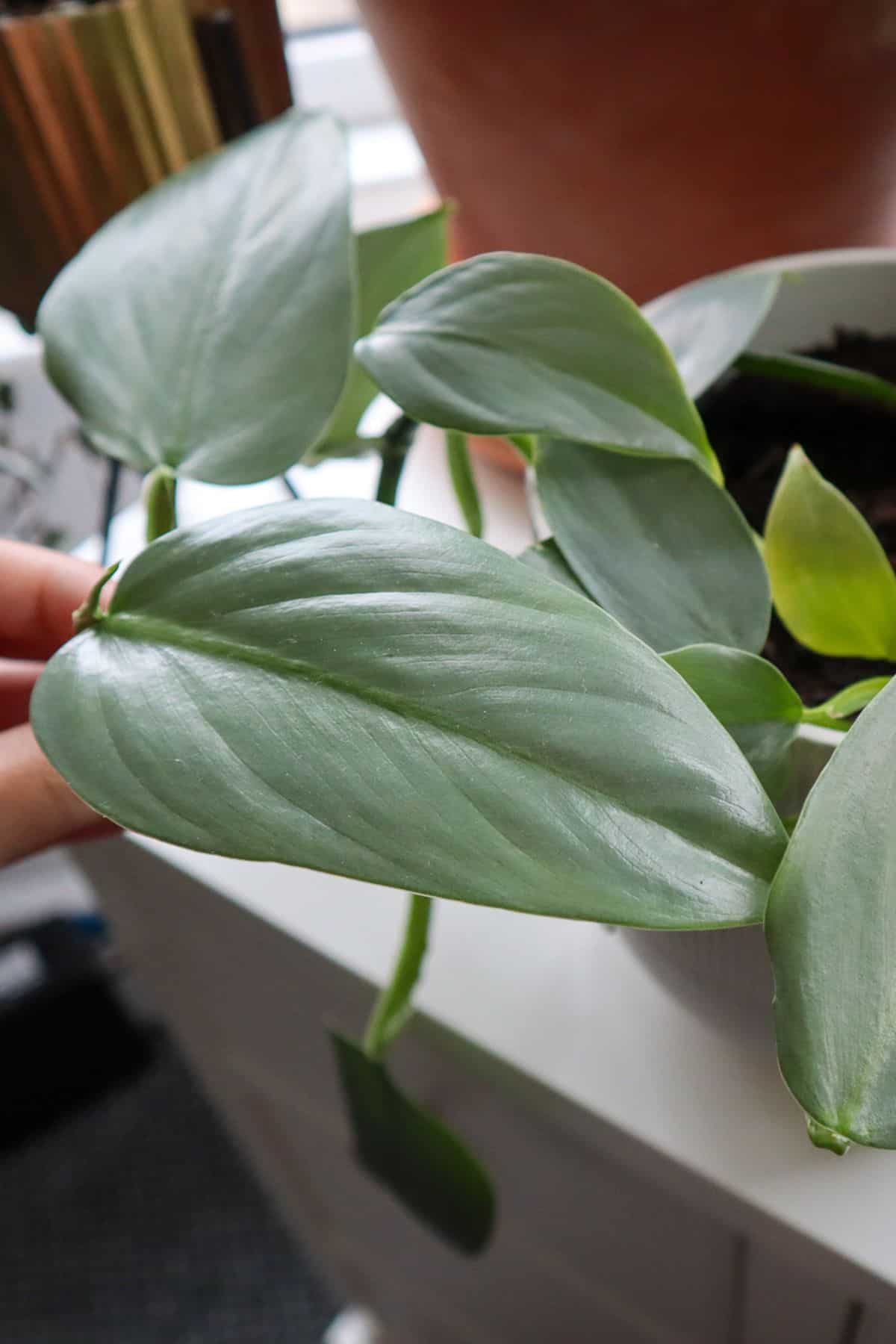 Philodendron Silver Sword Trailing Plant