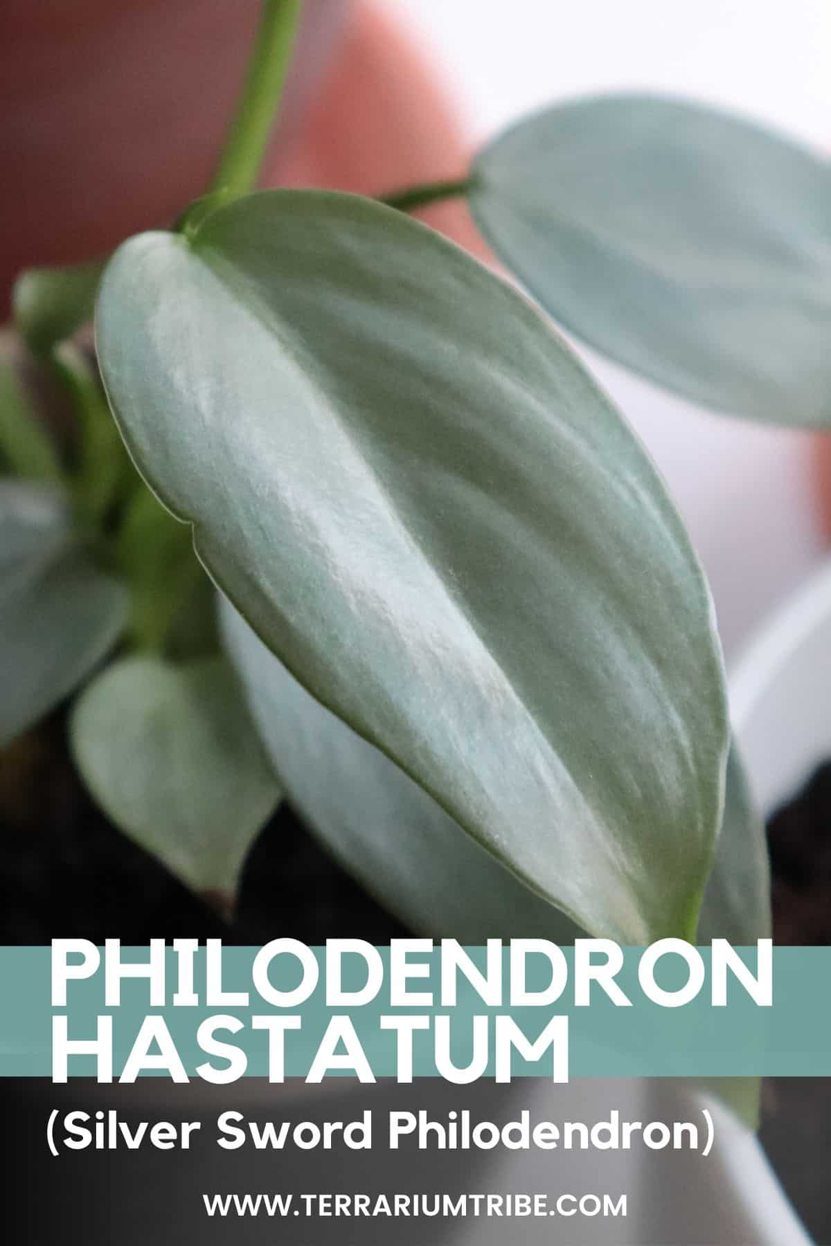 Philodendron Silver Sword (Philodendron hastatum)