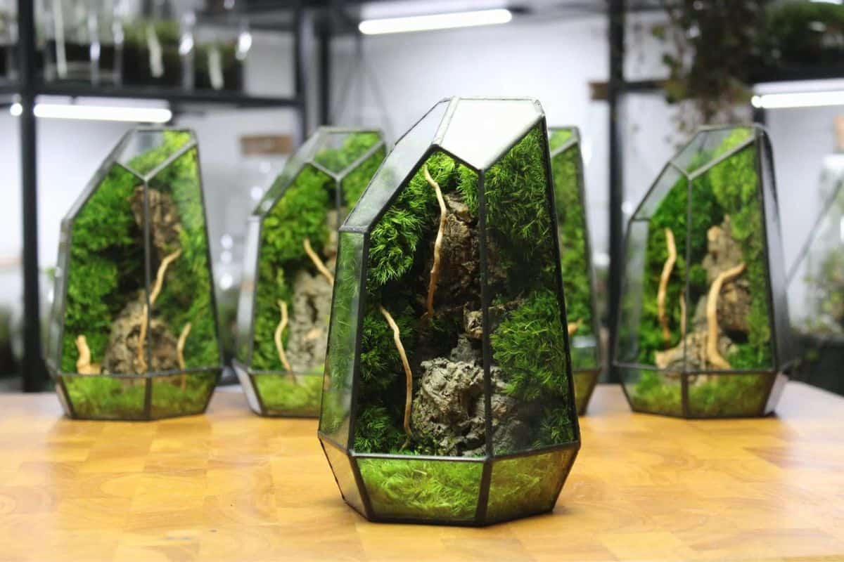 Terrarium Gift Ideas: Unique and Creative Presents