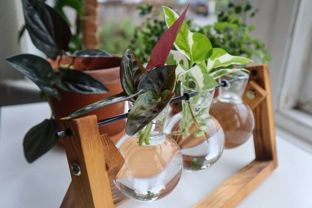 Propagation station with syngonium and pothos