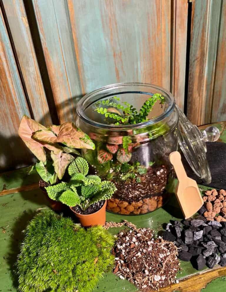 12 Thoughtful Terrarium Gifts (for the Terrarium Obsessed)