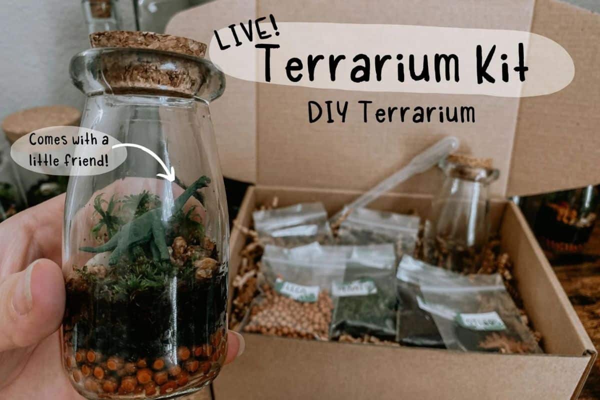 Looking for a DIY Closed Terrarium Kit? Here Are the 5 Best!