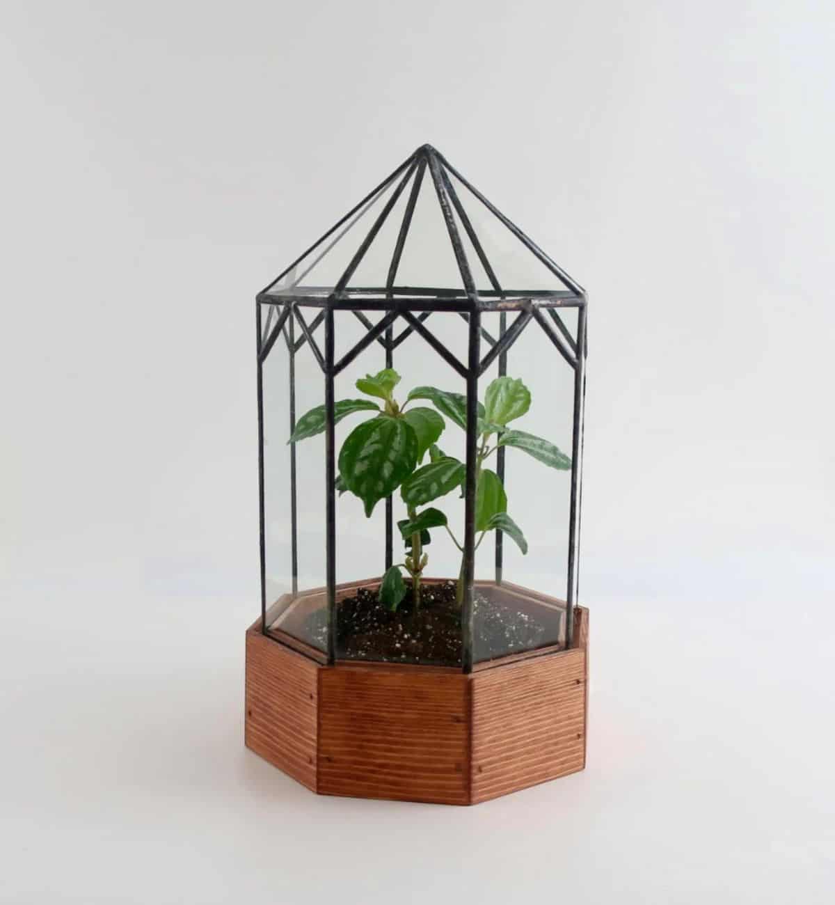 LeadHeadGlass terrarium on Etsy