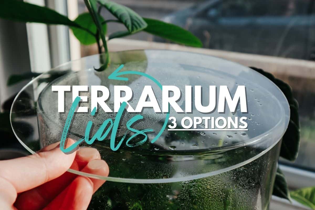 8 Types of Glass Terrarium for Your Next Project (Containers)