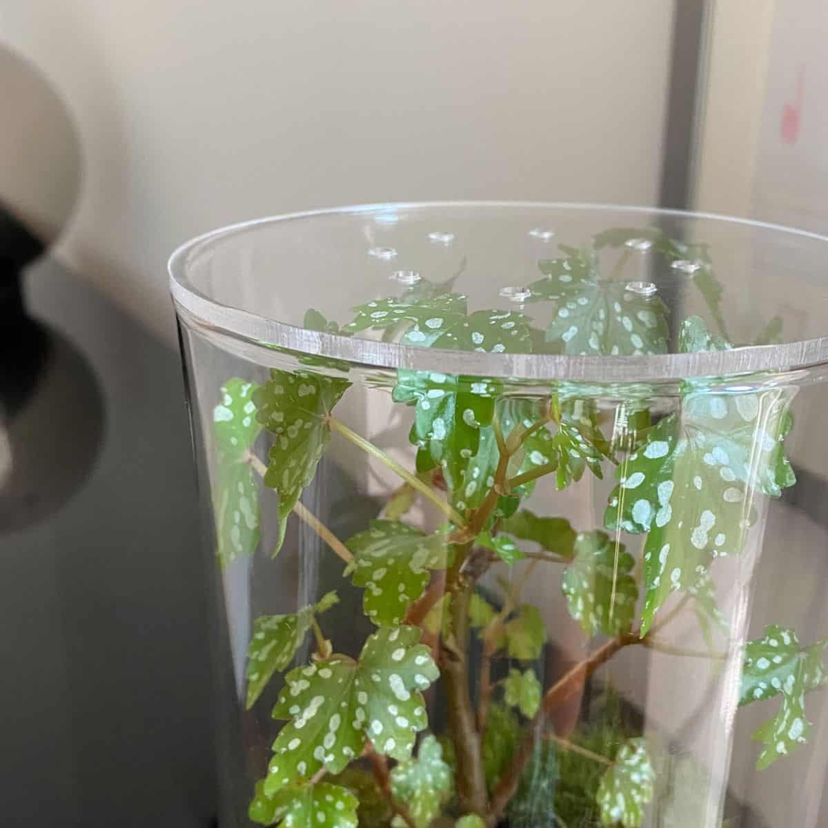 https://terrariumtribe.com/wp-content/uploads/2022/10/Terrarium-acrylic-lid-holes-Etsy-Apt3Works.jpg