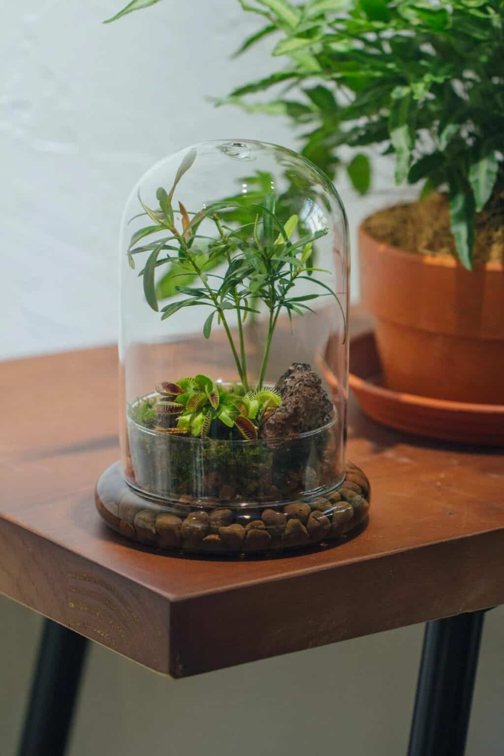 Terrarium Lids How to Find Glass, Cork & Custom Options