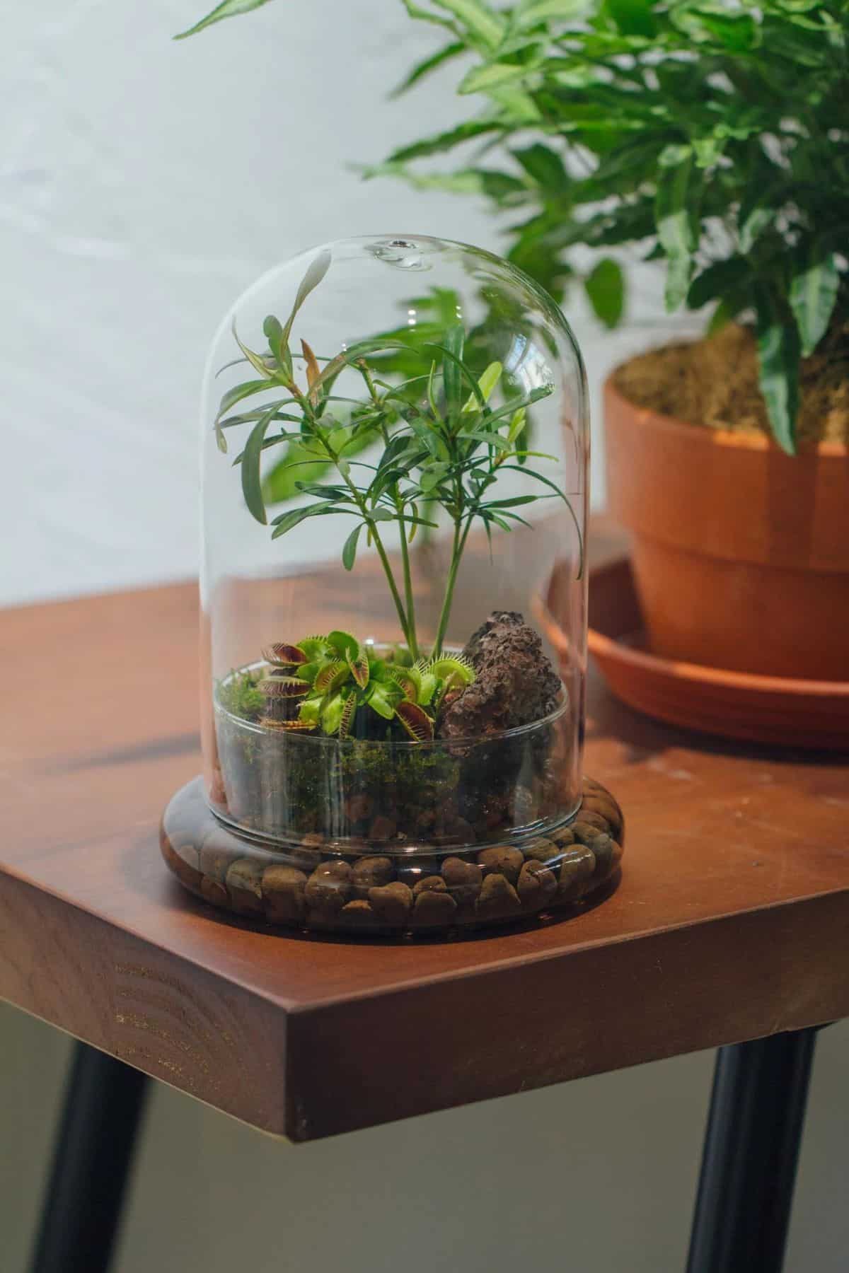 Terrarium Lids: How to Find Glass, Cork & Custom Options