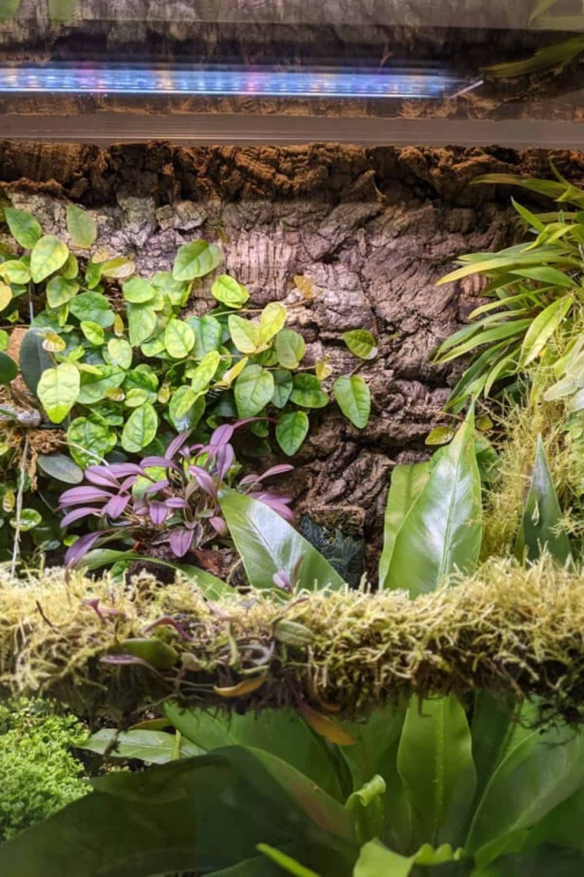 Tropical terrarium with epiphytes mounted on background