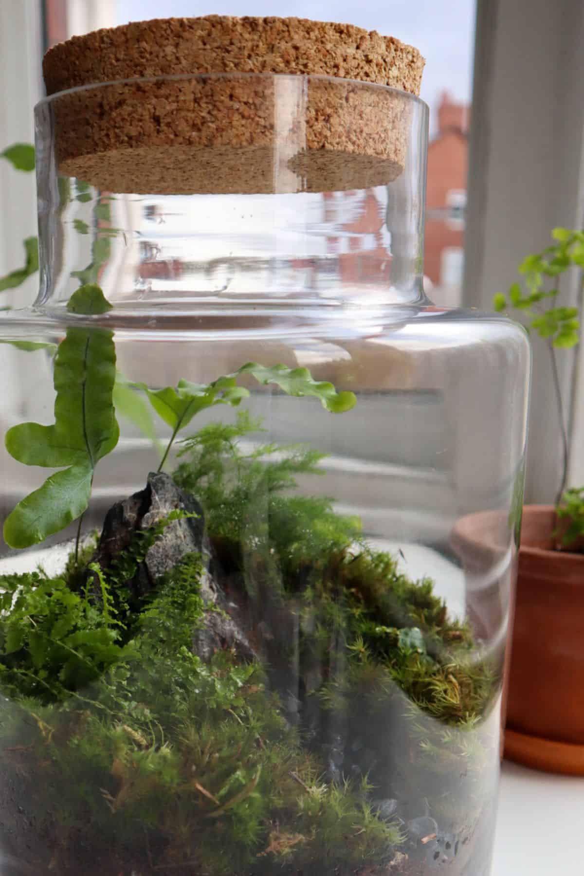 Woodland terrarium with cork lid