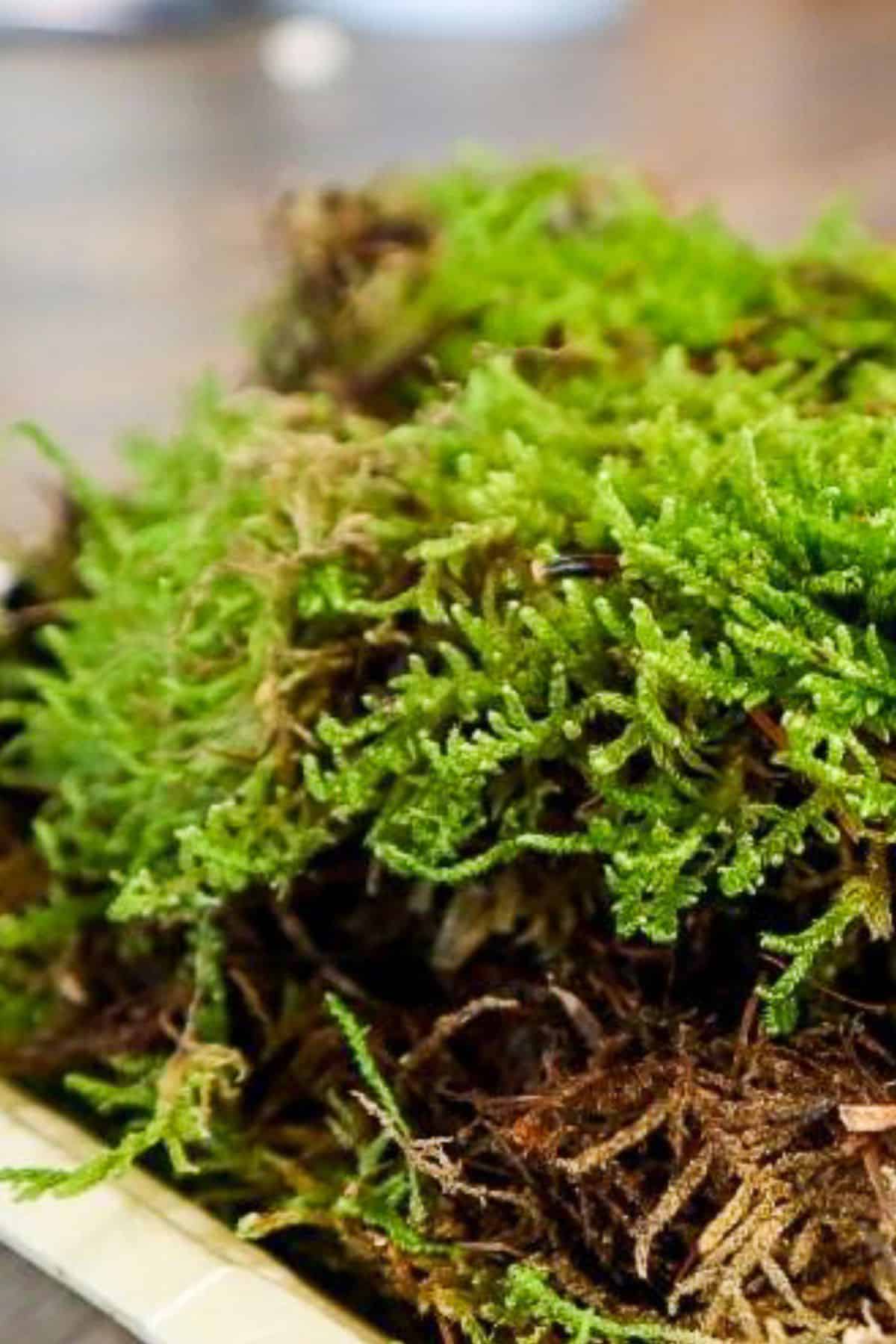 Reindeer Moss 101: How to Use in a Moss Wall & Terrarium