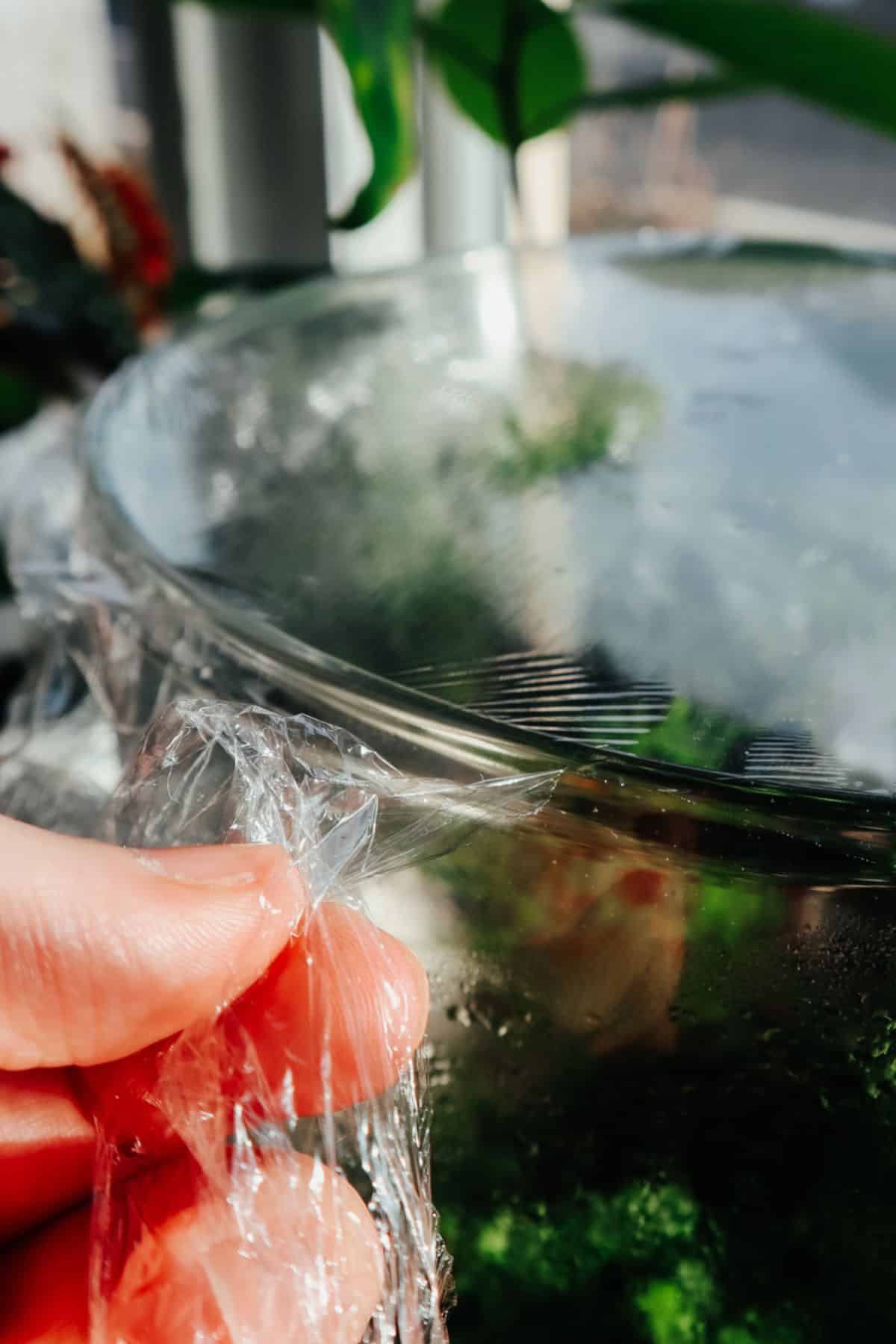 tearing saran wrap terrarium lid