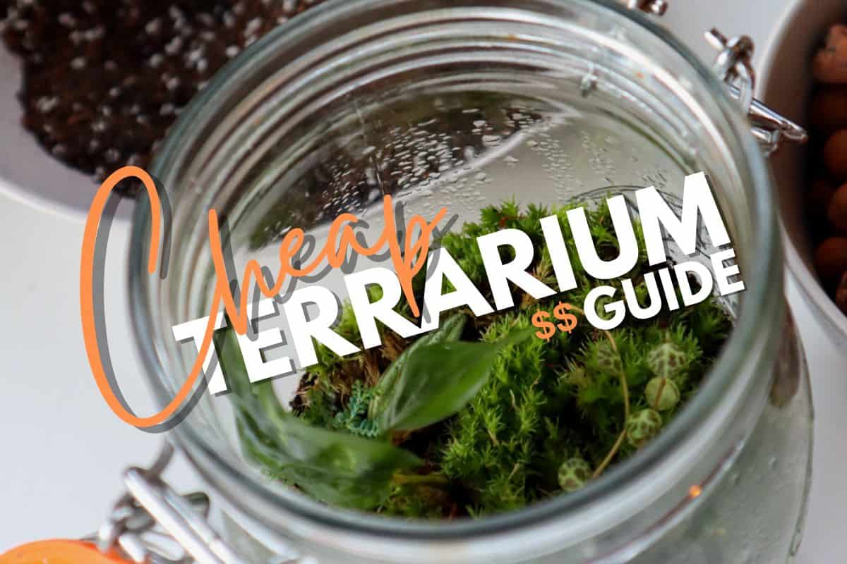 Forecasting Growth: How to make your own terrarium garden