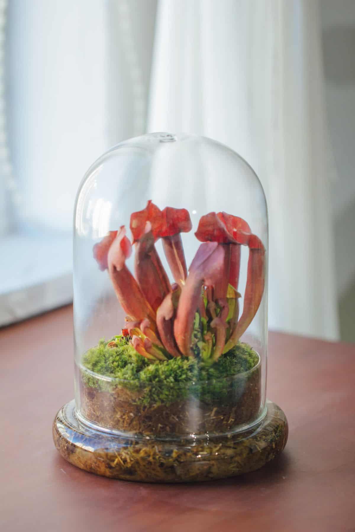 8 Types of Glass Terrarium for Your Next Project (Containers)